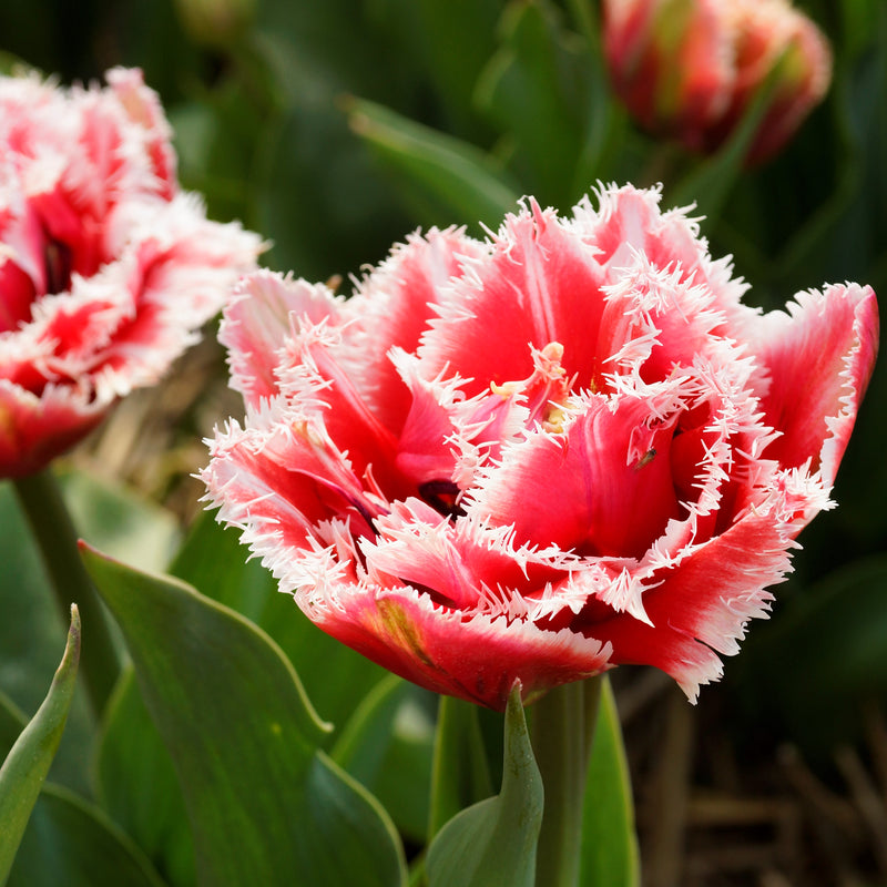 Tulip Brest (Fringed)