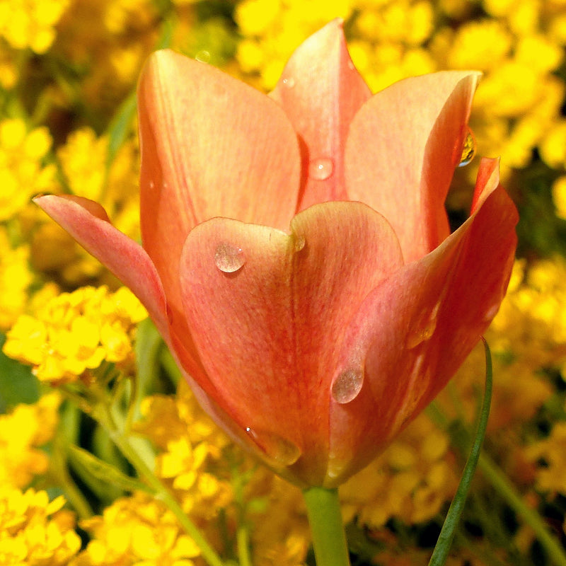 Tulip Batalinii Bright Gem