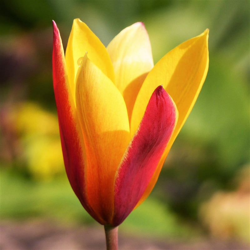 Tulip Clusiana Chrysantha