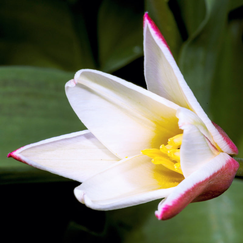 Tulip Clusiana Lady Jane