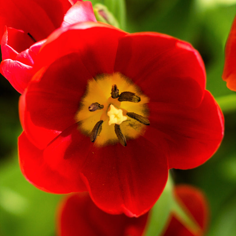 Tulip Couleur Cardinal