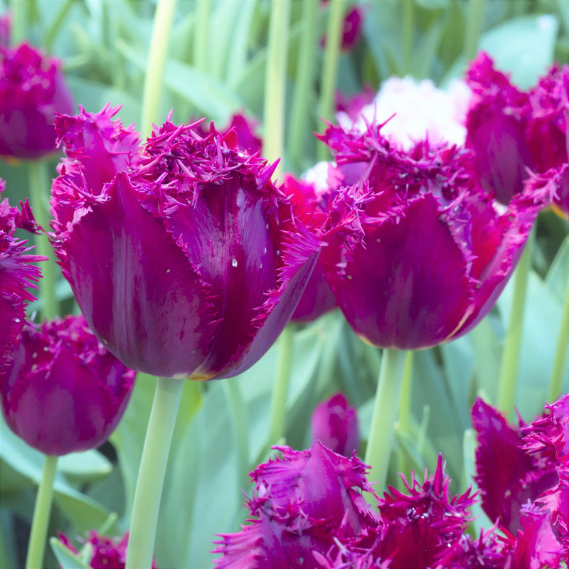 Tulip Curly Sue (Fringed)