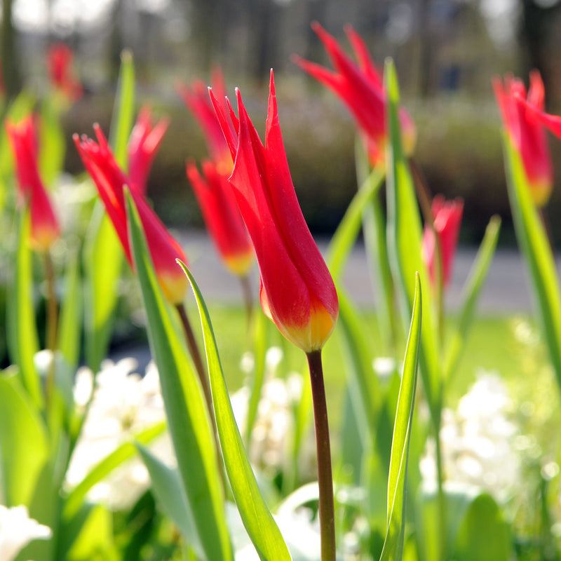 Tulip Dyanito