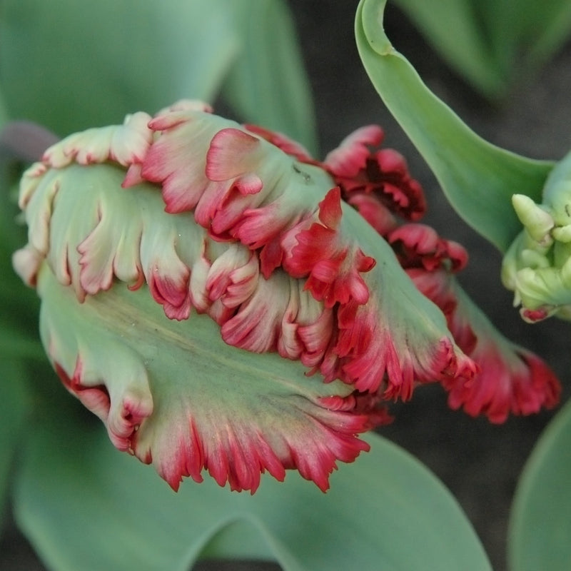 Tulip Exotic Parrot