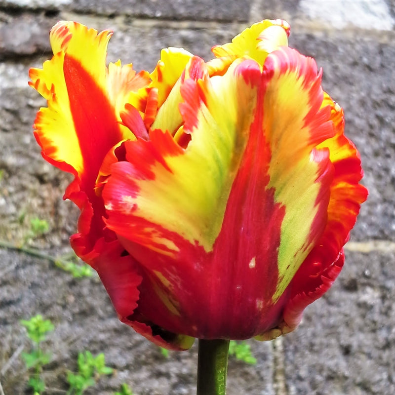 Tulip Flaming Parrot