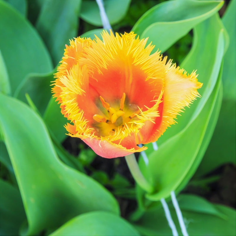 Tulip Lambada (Fringed)