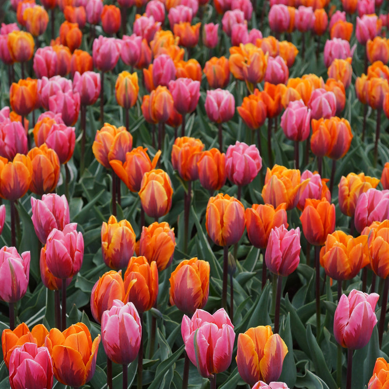 Tulip Sunset Reflection Mix