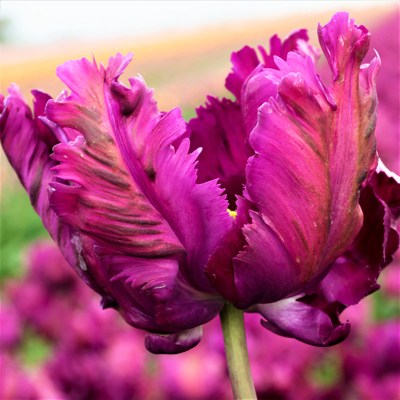 Tulip Negrita Parrot