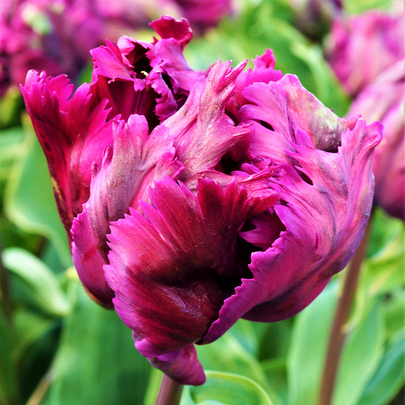 Tulip Negrita Parrot