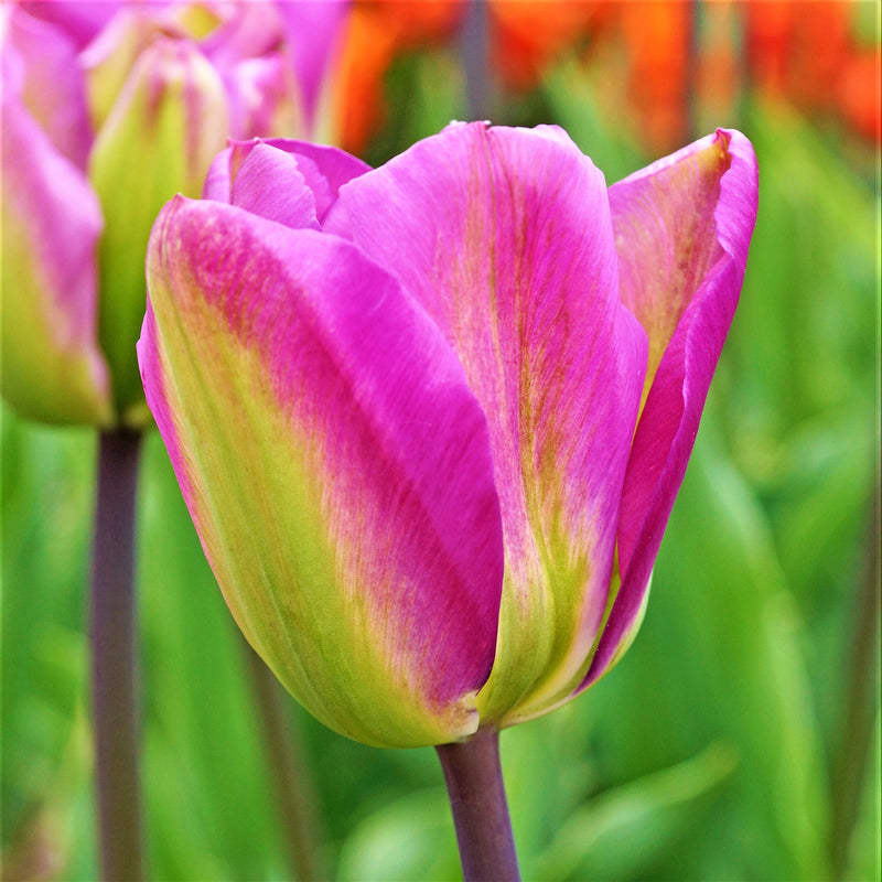 Tulip Nightrider