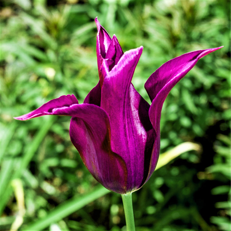 Tulip Purple Dream