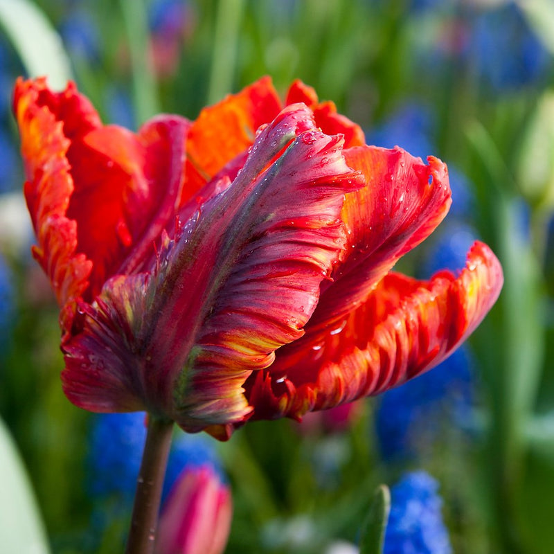 Tulip Rococco