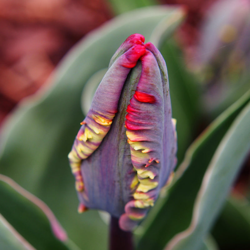 Tulip Rococco