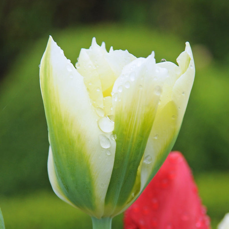 Tulip Spring Green