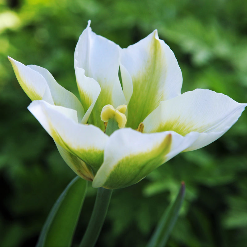 Tulip Spring Green