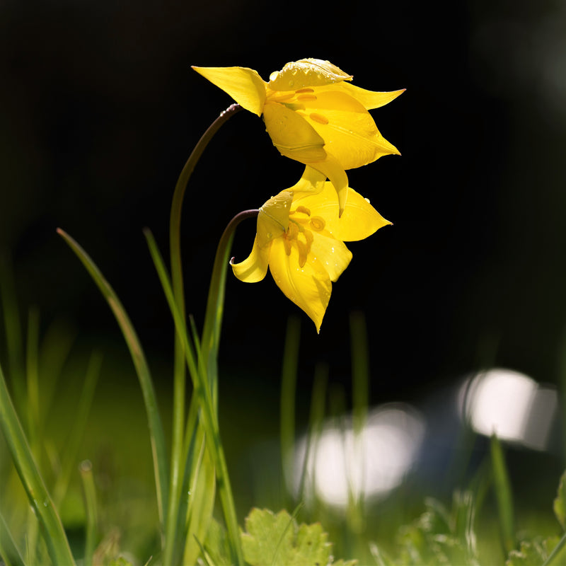 Tulip Sylvestris