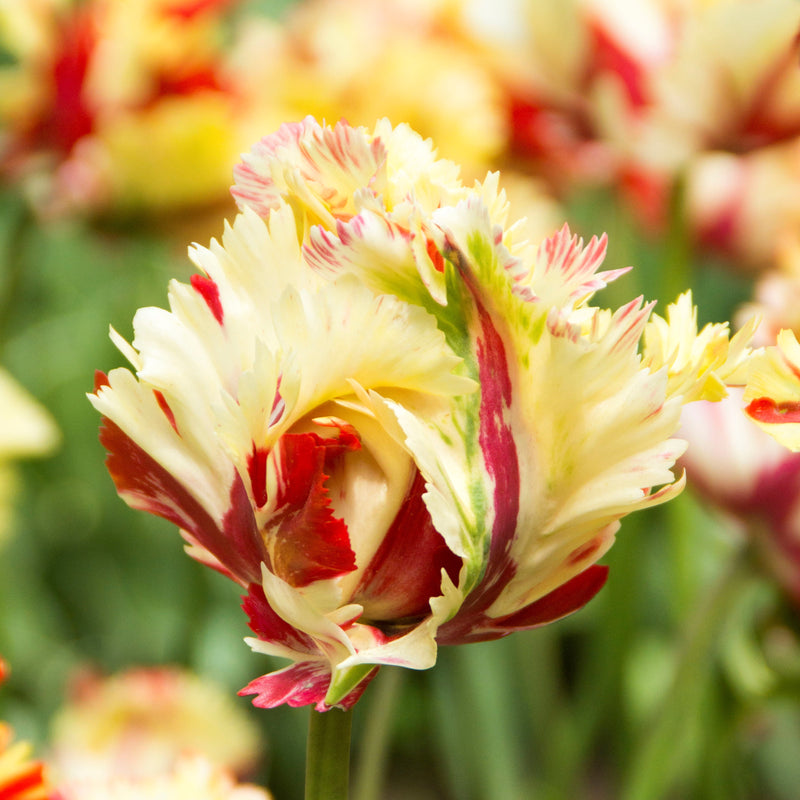 Tulip Flaming Fire Collection