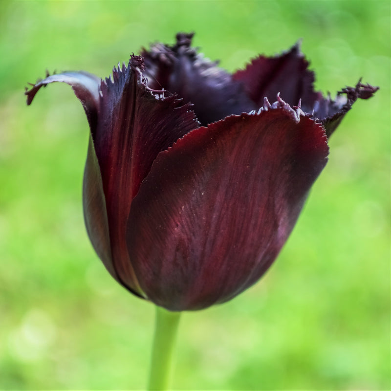 Tulip Vincent Van Gogh (Fringed)