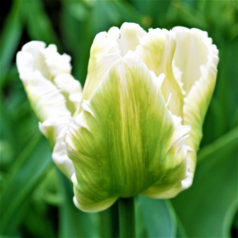 Tulip White Parrot