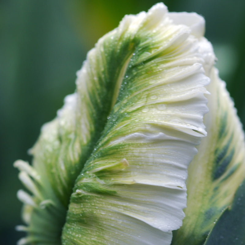 Tulip White Parrot