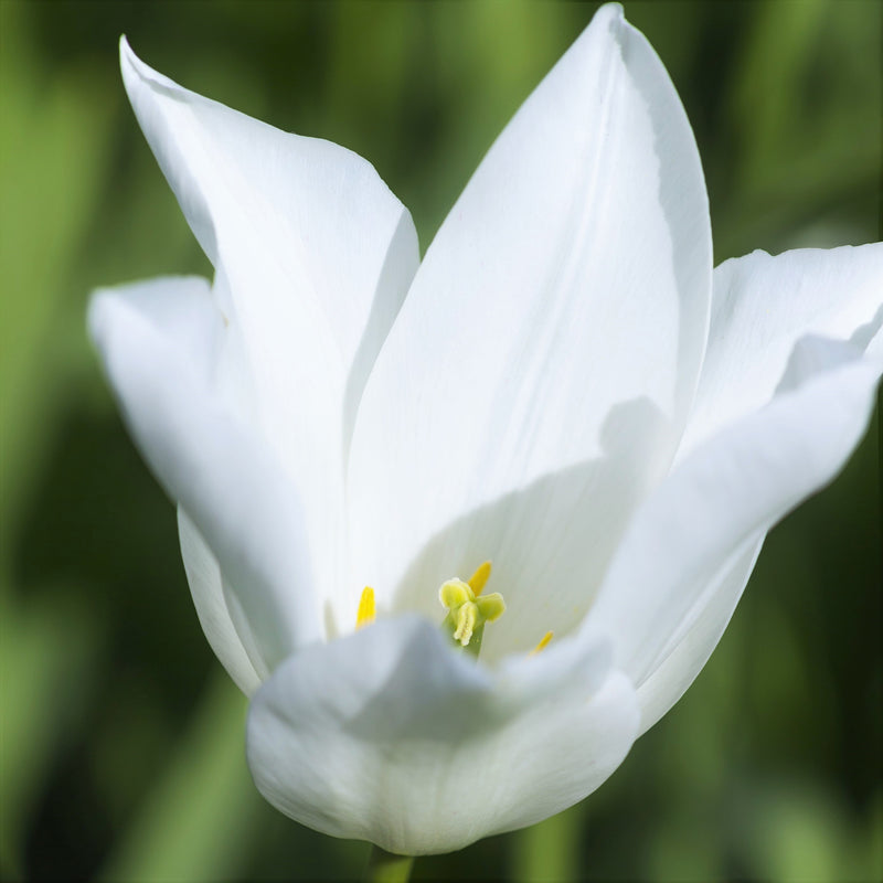 Tulip White Triumphator