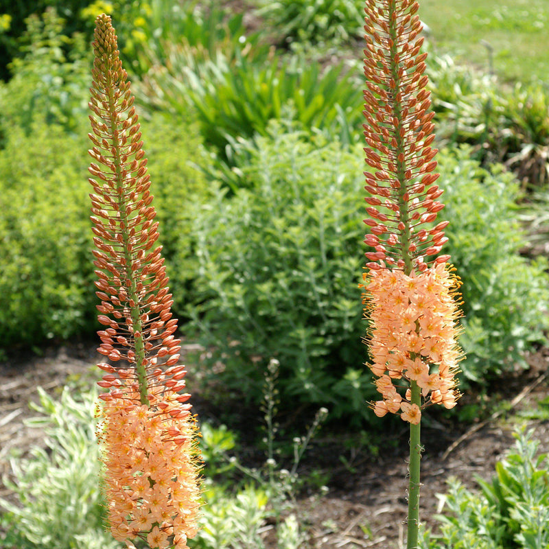 Eremurus Cleopatra