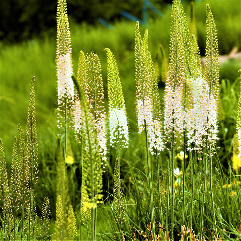 Eremurus Foxtrot