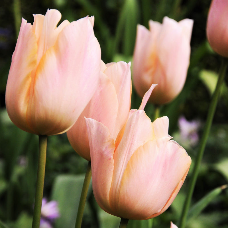 Tulip Apricot Beauty