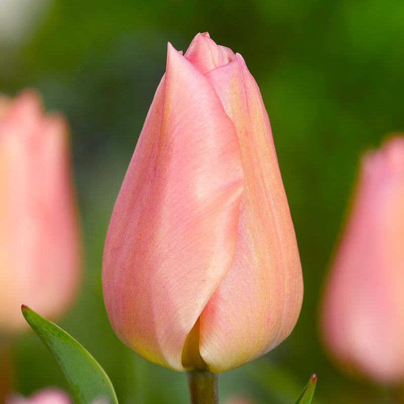 Tulip Apricot Beauty