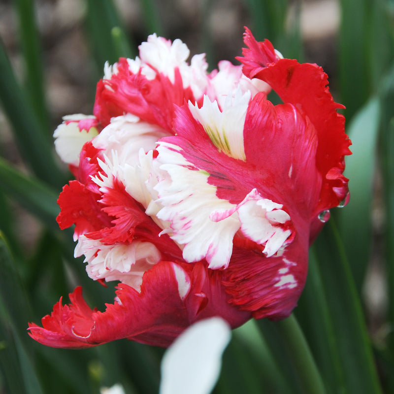 Tulip Estella Rijnveld Parrot