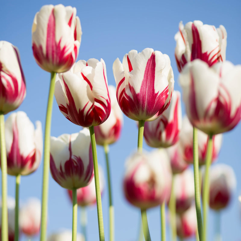 Tulip Flaming Kiss