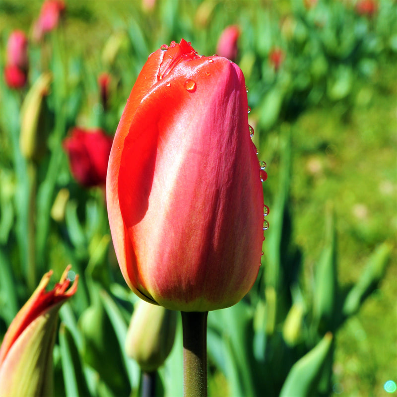 Tulip Red Parade