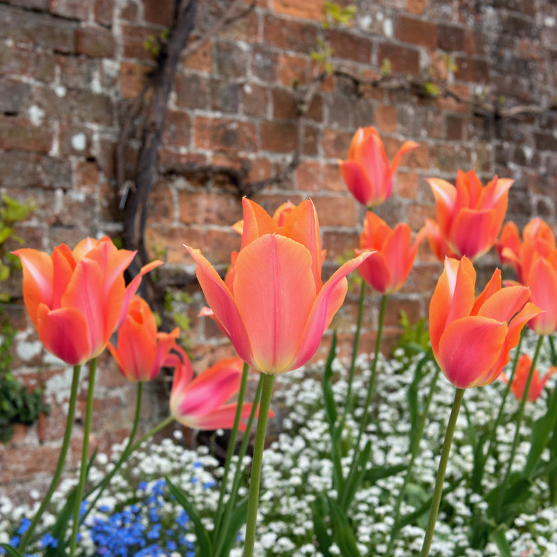 Tulip Perestroyka