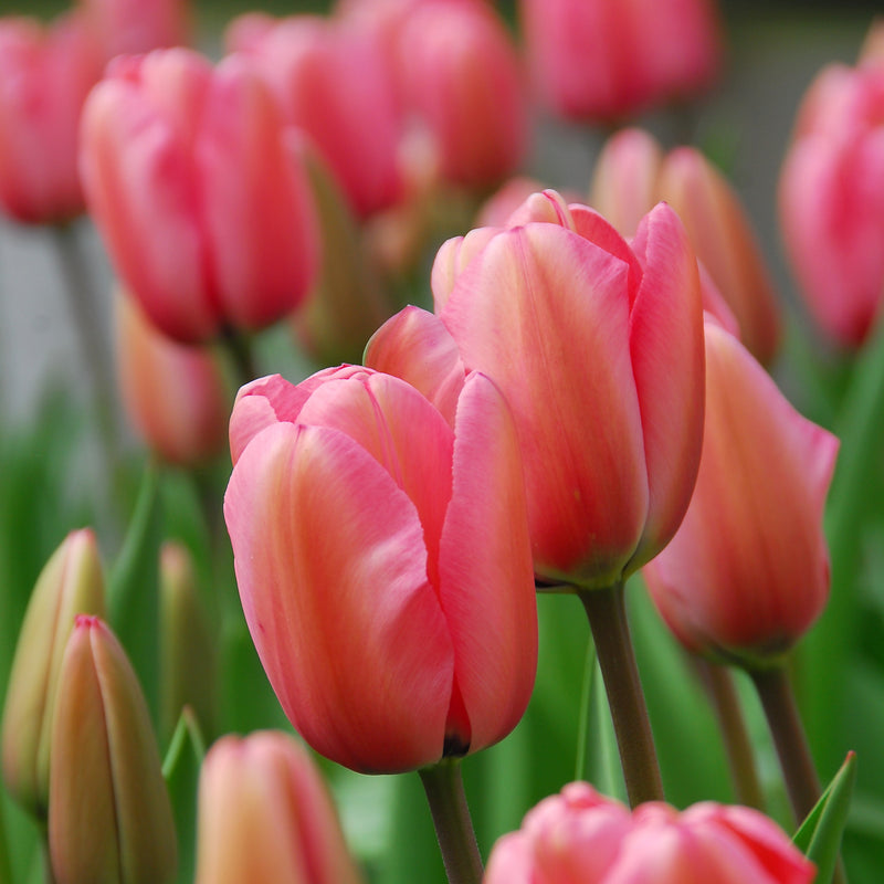 Tulip Pink Impression