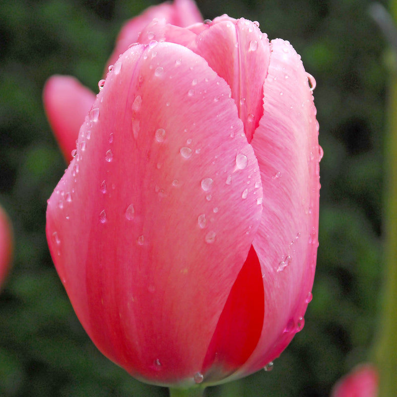 Tulip Pink Impression