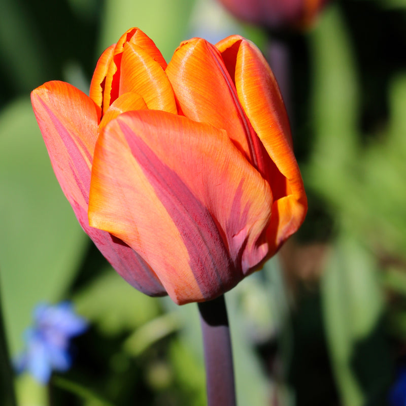 Tulip Princess Irene