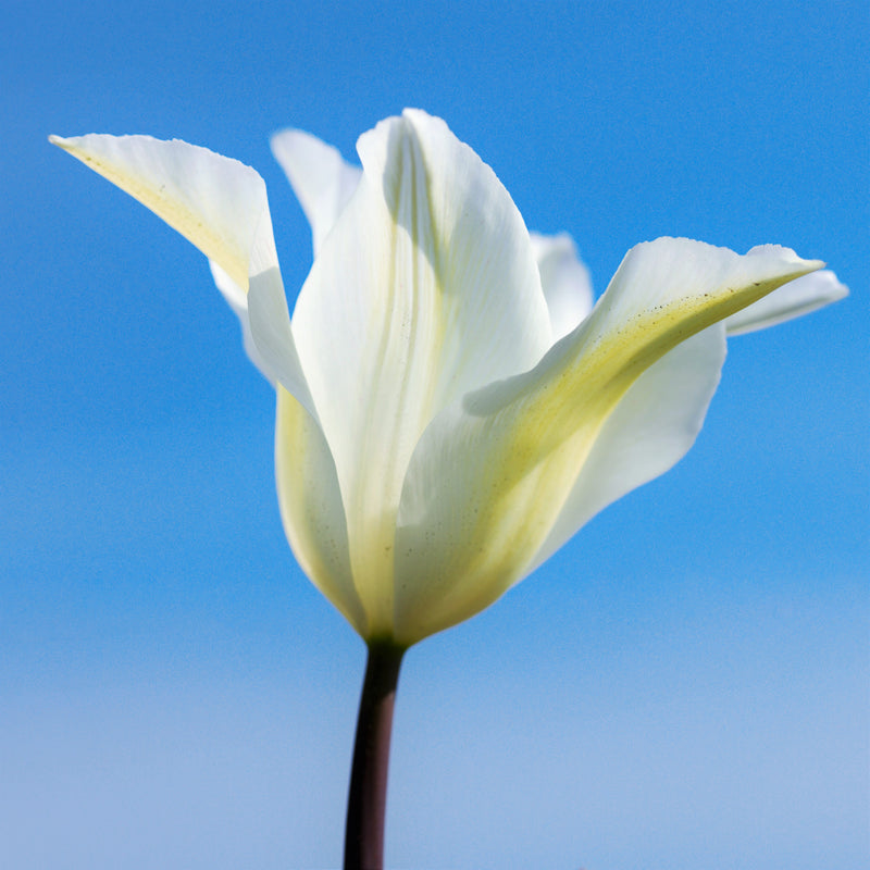 Tulip White Triumphator