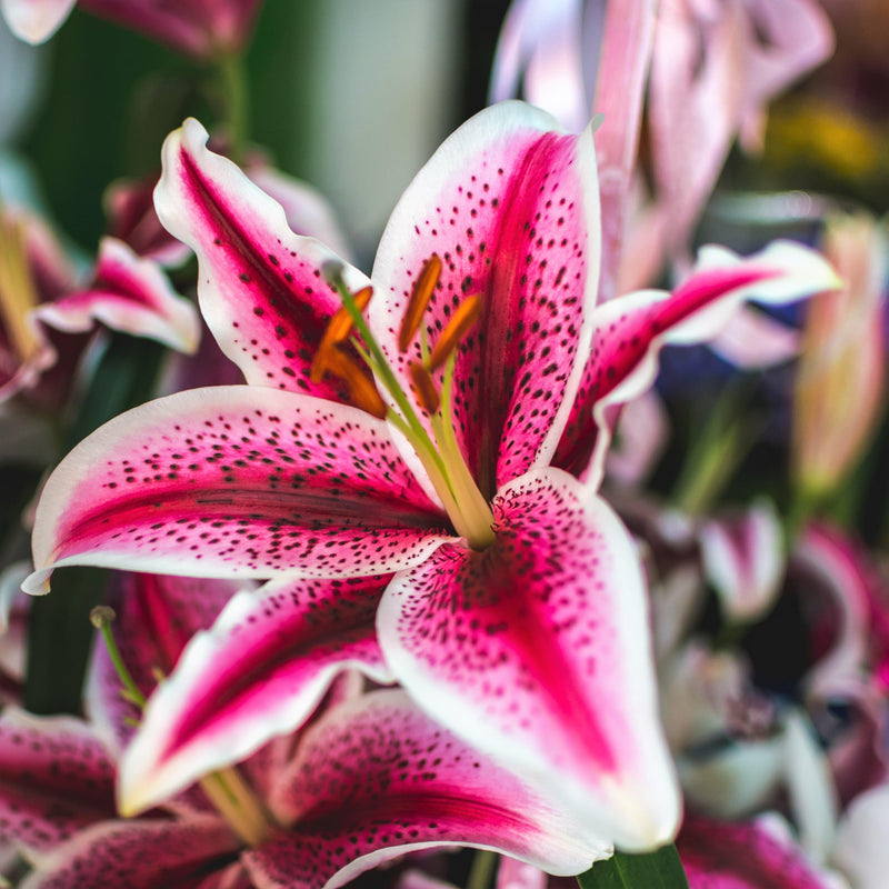 Oriental Lily Stargazer