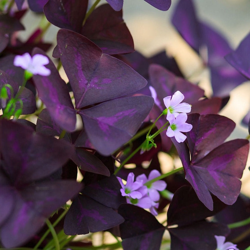 Oxalis Triangularis Purple Shamrock