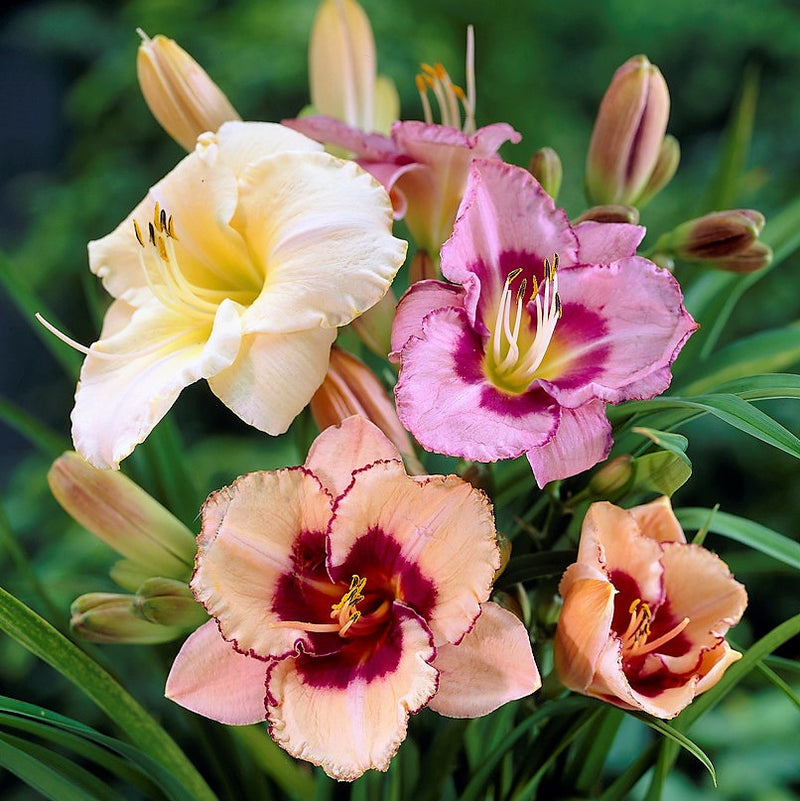 Daylily Bumper Crop Mix