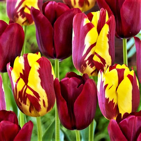 Tulip Perfect Match Mix