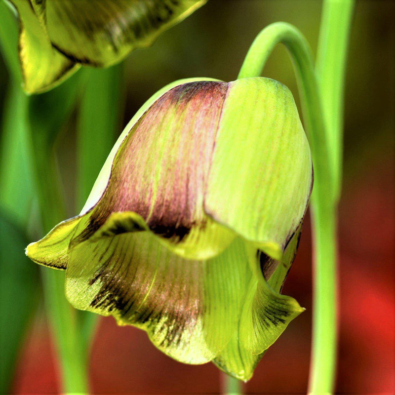 Fritillaria Acmopetala